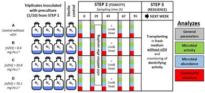 Shift in Natural Groundwater Bacterial Community Structure Due to Zero-Valent Iron Nanoparticles (nZVI)